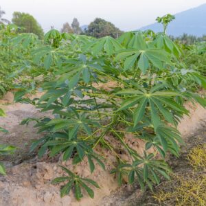 TAPIOCA RESIDUE POWDER/TAPIOCA FIBER/CASSAVA RESIDUE POWDER