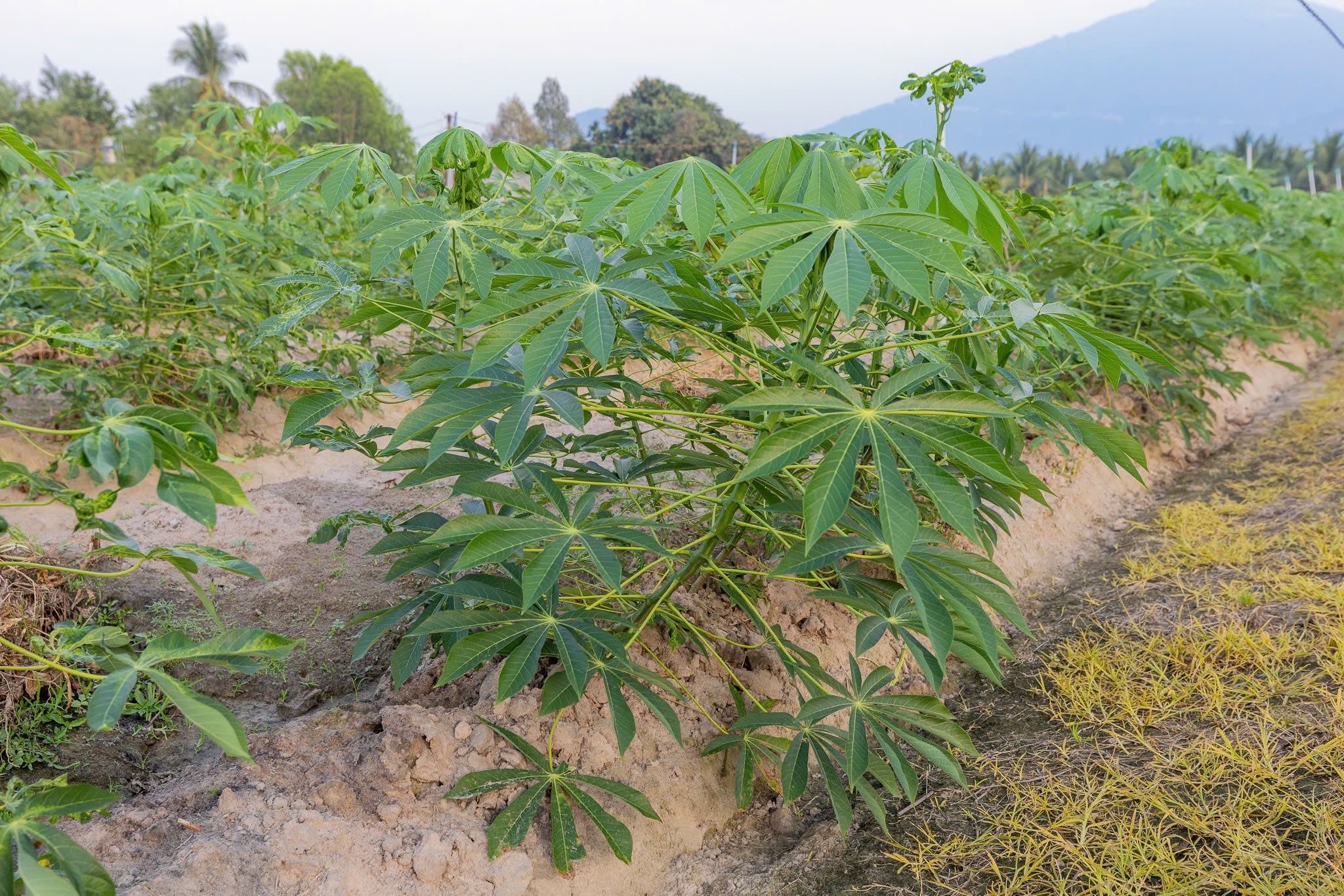 TAPIOCA RESIDUE POWDER/TAPIOCA FIBER/CASSAVA RESIDUE POWDER TAPIOCA RESIDUE POWDER/TAPIOCA FIBER/CASSAVA RESIDUE POWDER