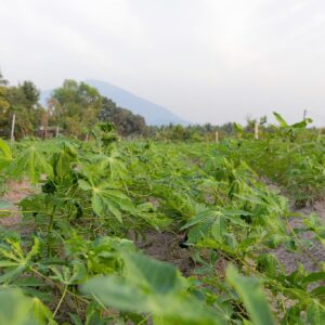 INDUSTRIAL - GRADE TAPIOCA/CASSAVA STARCH