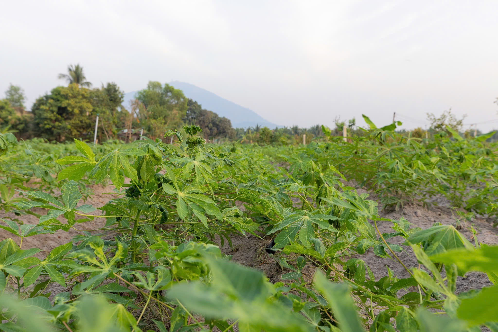 INDUSTRIAL - GRADE TAPIOCA/CASSAVA STARCH INDUSTRIAL - GRADE TAPIOCA/CASSAVA STARCH